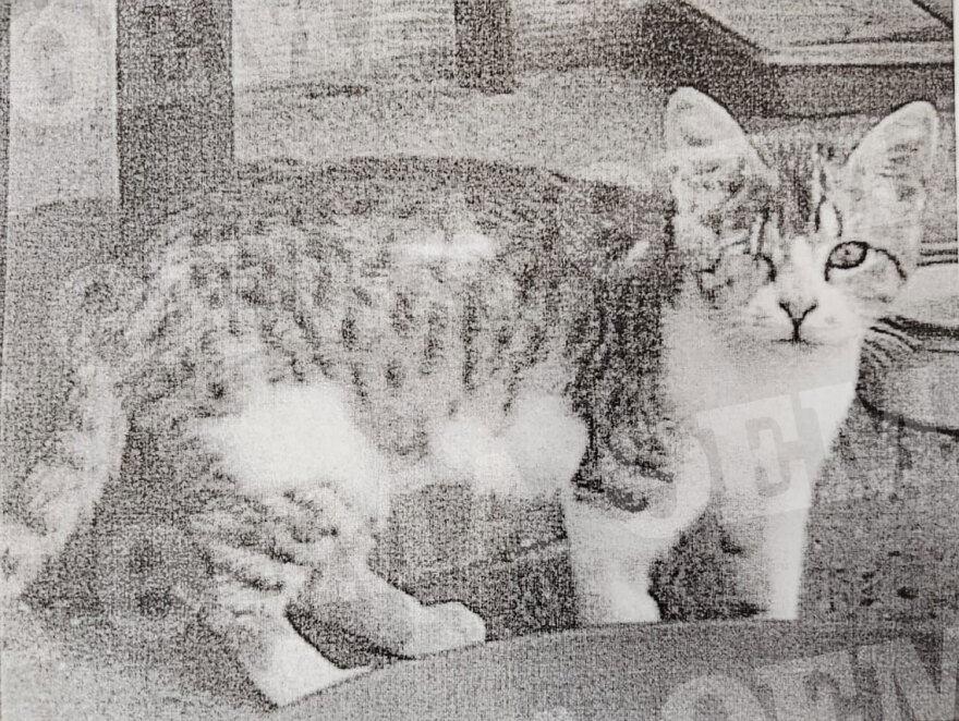 Για έβδομη μέρα ψάχνουν τον μικρό Rodri που χάθηκε στην πτήση από Χανιά για Μόναχο - Να ανοίξουν οι κάμερες, ζητούν οι ιδιοκτήτες 