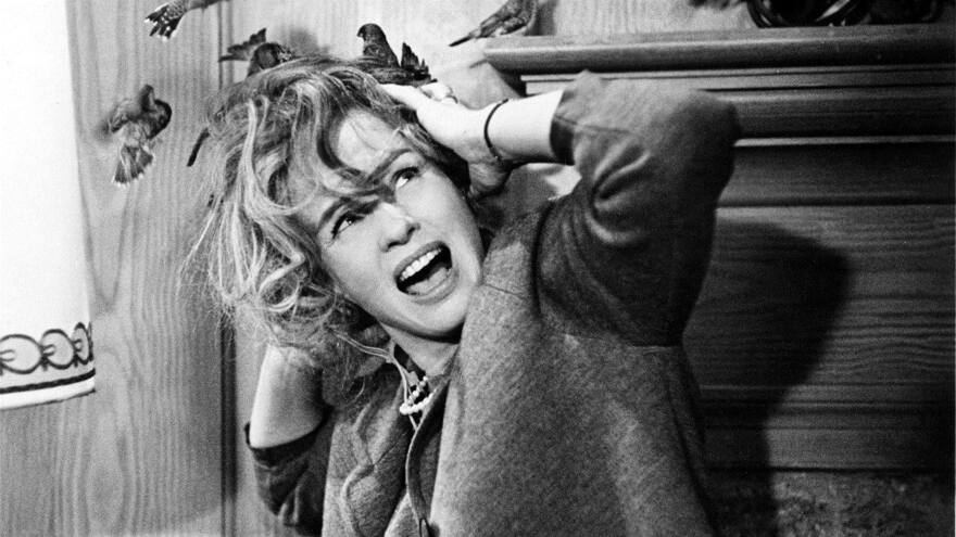 «Τα Πουλιά»: Οι τρομακτικές αληθινές ιστορίες πίσω από τα γυρίσματα της εμβληματικής ταινίας του Χίτσκοκ