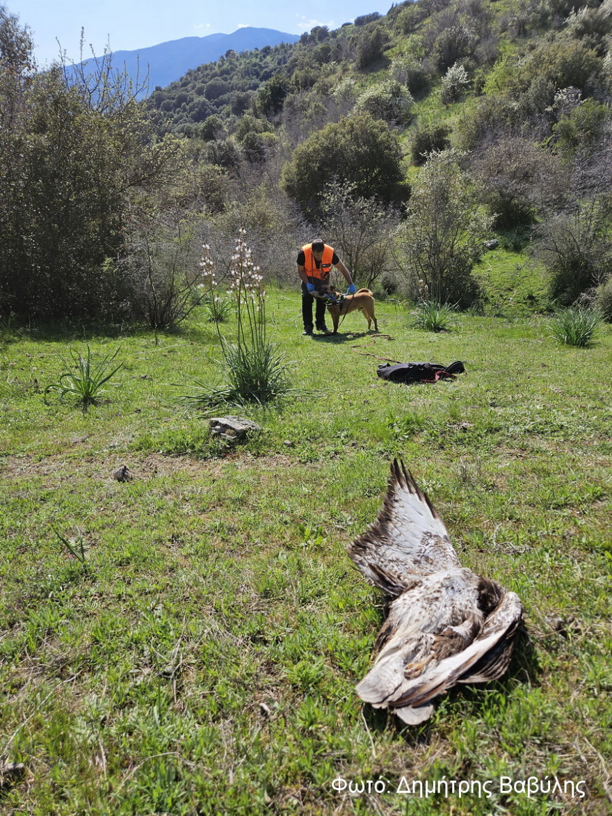 Θεσσαλία: Εντοπίστηκαν 195 δηλητηριασμένα δολώματα, νεκρά δεκάδες ζώα - Σκληρές εικόνες