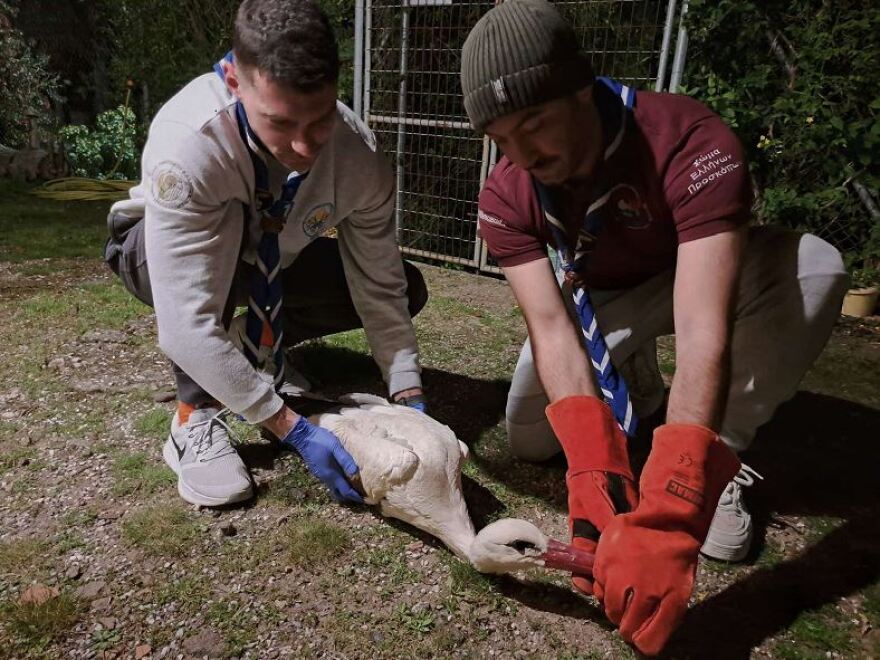 Λέσβος: Διάσωση πελαργού στην Καλλονή - Είχε τραύμα στη δεξιά φτερούγα και δεν μπορούσε να πετάξει