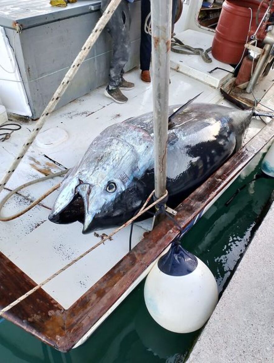 Αστακός: Ψάρεψαν τόνο βάρους... 485 κιλών