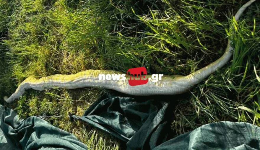 Ηράκλειο: Πήγαν στο χωράφι και βρήκαν πύθωνα 5 μέτρων - Viral οι εικόνες με το φίδι