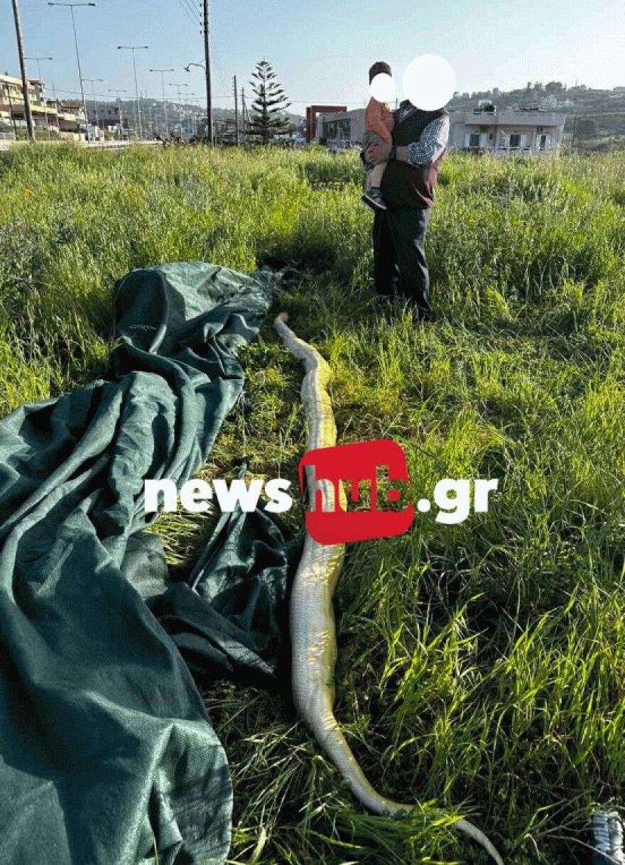 Ηράκλειο: Πήγαν στο χωράφι και βρήκαν πύθωνα 5 μέτρων - Viral οι εικόνες με το φίδι