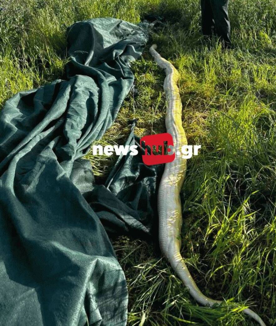 Ηράκλειο: Πήγαν στο χωράφι και βρήκαν πύθωνα 5 μέτρων - Viral οι εικόνες με το φίδι
