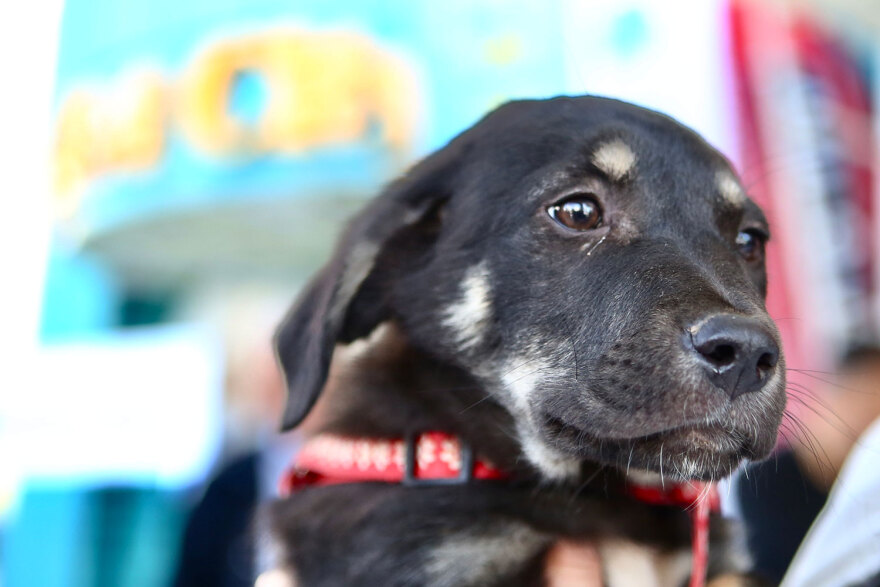 15η Ημέρα Υιοθεσίας Pet City - Topetmou.gr: Ένα σπίτι μια αγκαλιά για κάθε αδεσποτάκι