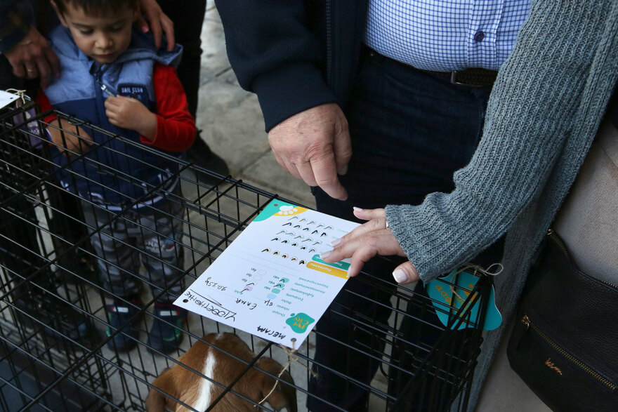 15η Ημέρα Υιοθεσίας Pet City - Topetmou.gr: Ένα σπίτι μια αγκαλιά για κάθε αδεσποτάκι