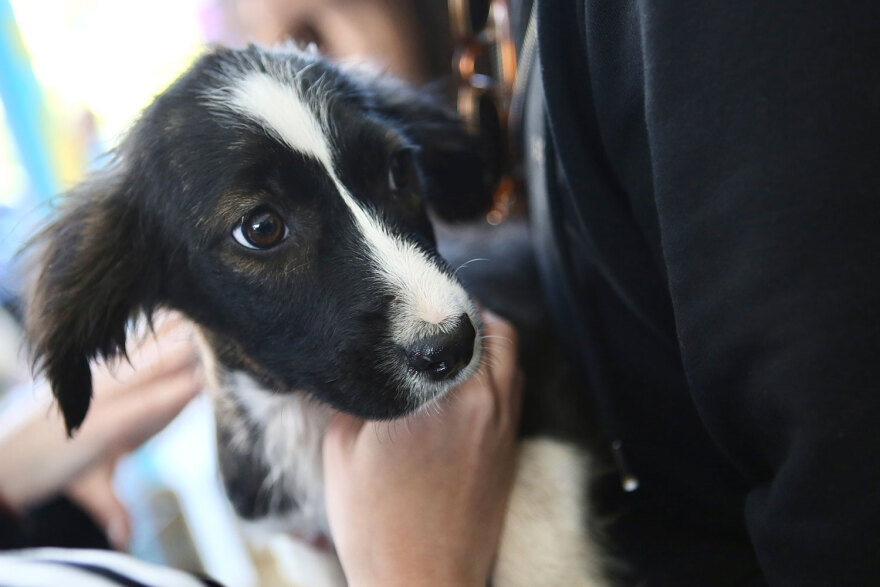 15η Ημέρα Υιοθεσίας Pet City - Topetmou.gr: Ένα σπίτι μια αγκαλιά για κάθε αδεσποτάκι