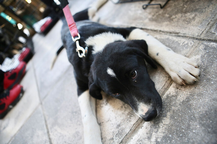 15η Ημέρα Υιοθεσίας Pet City - Topetmou.gr: Ένα σπίτι μια αγκαλιά για κάθε αδεσποτάκι