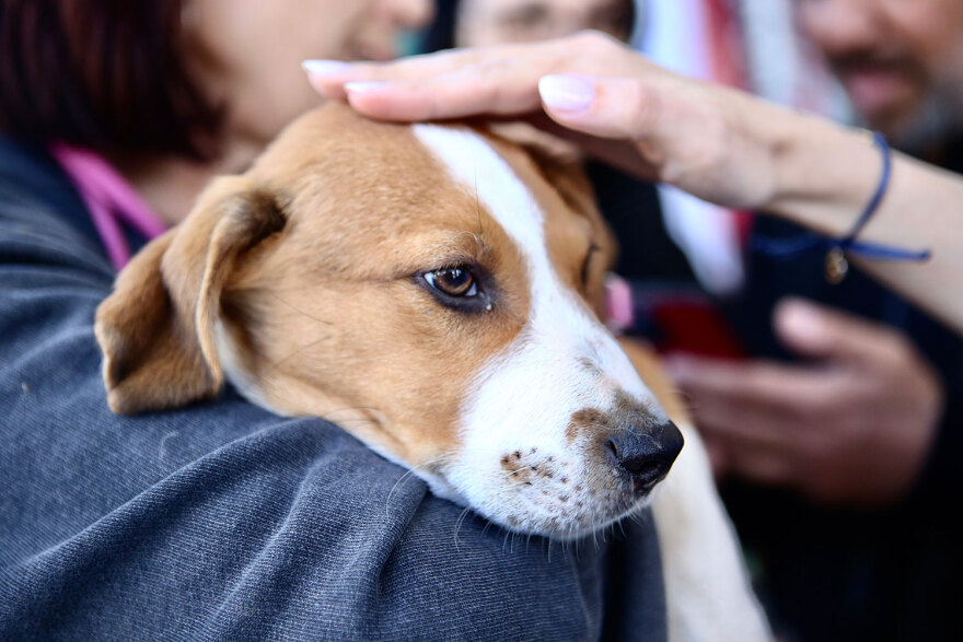 15η Ημέρα Υιοθεσίας Pet City - Topetmou.gr: Ένα σπίτι μια αγκαλιά για κάθε αδεσποτάκι