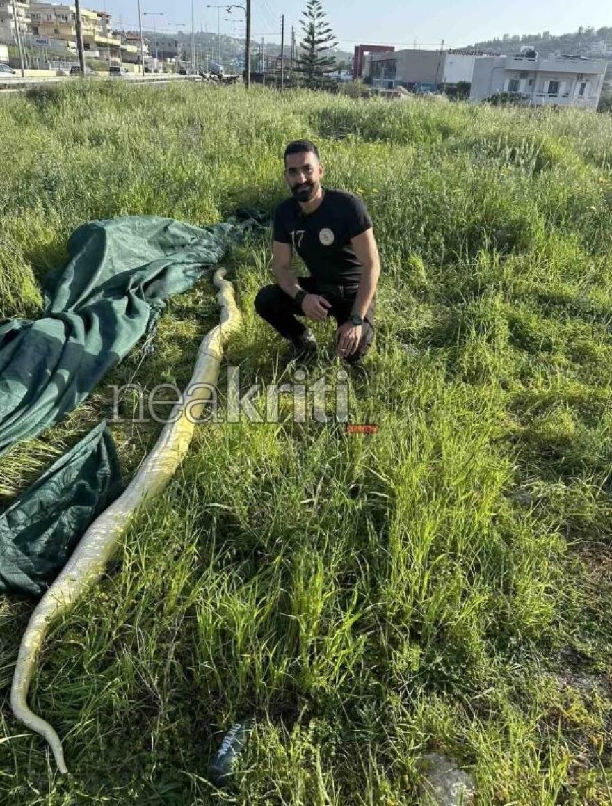 Ηράκλειο: Πήγαν στο χωράφι και βρήκαν πύθωνα 5 μέτρων - Viral οι εικόνες με το φίδι