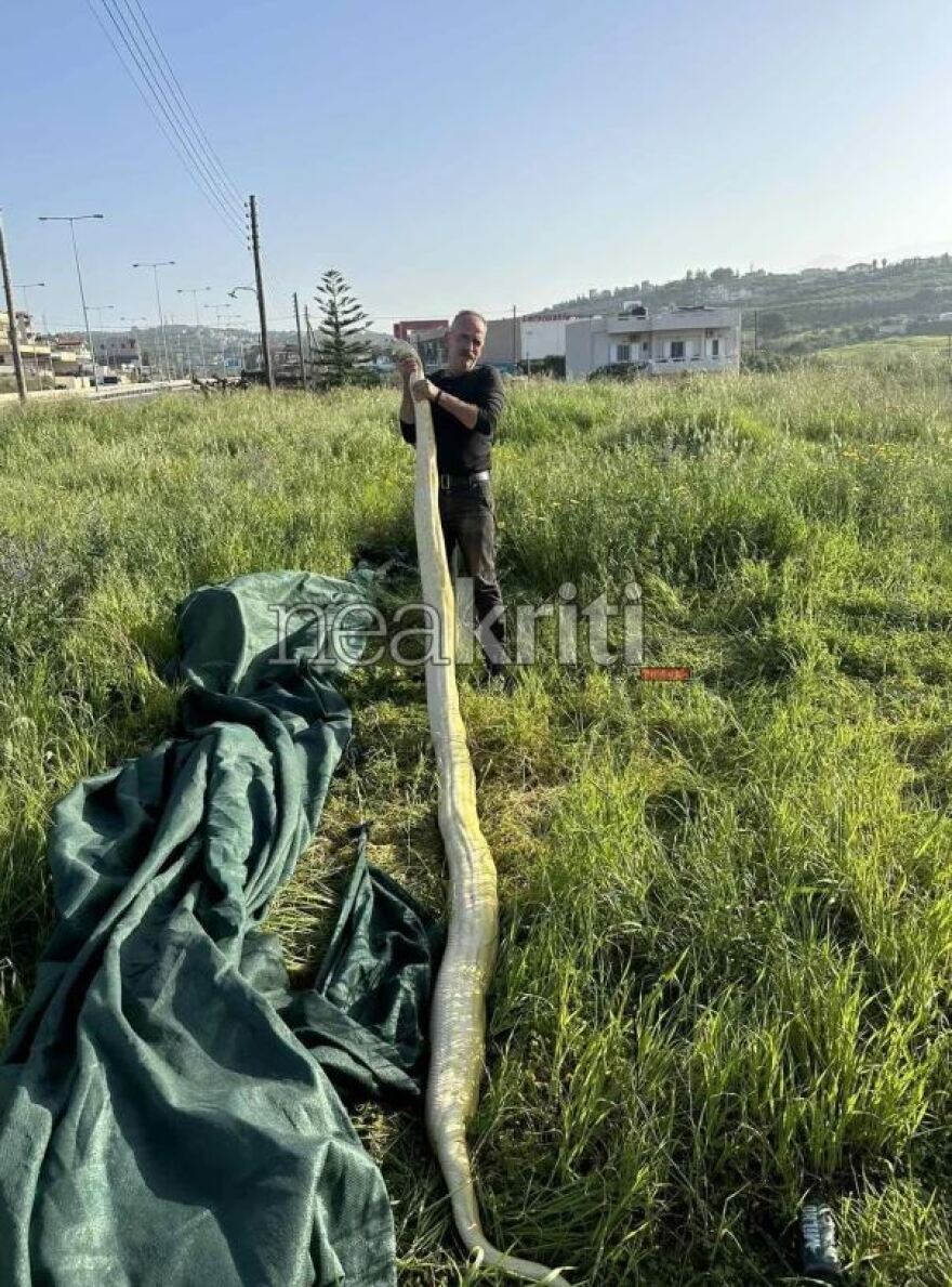 Ηράκλειο: Πήγαν στο χωράφι και βρήκαν πύθωνα 5 μέτρων - Viral οι εικόνες με το φίδι