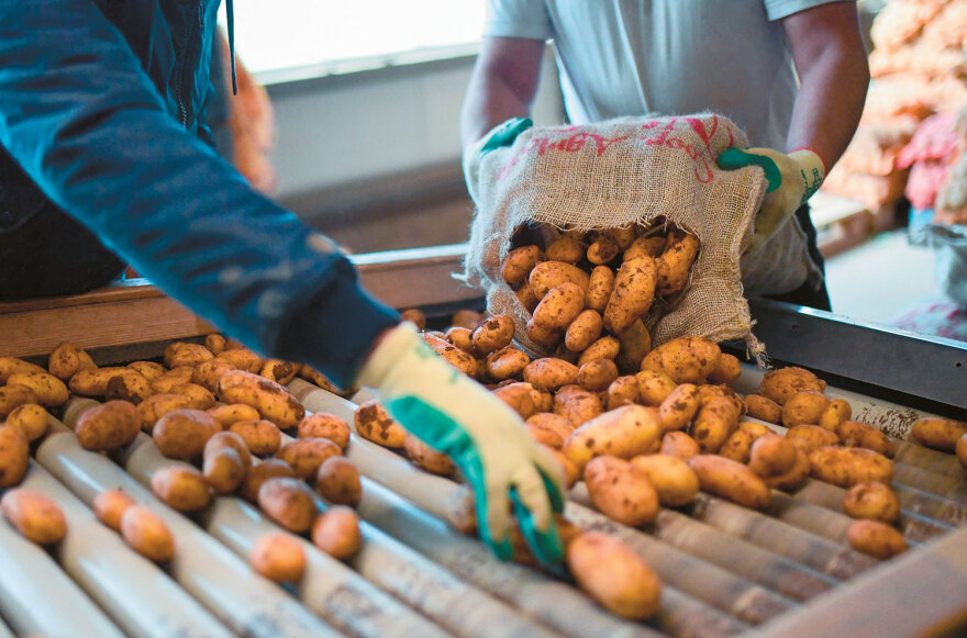 Πώς η κλιματική κρίση εκτοξεύει τις τιμές - Από το ελαιόλαδο που αυξήθηκε κατά 613%, στο ρύζι, τις ντομάτες και τα φασολάκια
