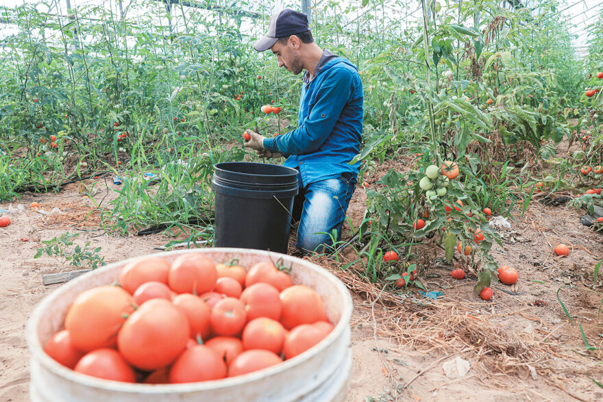 Πώς η κλιματική κρίση εκτοξεύει τις τιμές - Από το ελαιόλαδο που αυξήθηκε κατά 613%, στο ρύζι, τις ντομάτες και τα φασολάκια