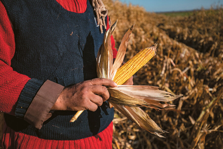 Πώς η κλιματική κρίση εκτοξεύει τις τιμές - Από το ελαιόλαδο που αυξήθηκε κατά 613%, στο ρύζι, τις ντομάτες και τα φασολάκια