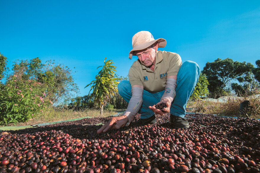 Πώς η κλιματική κρίση εκτοξεύει τις τιμές - Από το ελαιόλαδο που αυξήθηκε κατά 613%, στο ρύζι, τις ντομάτες και τα φασολάκια