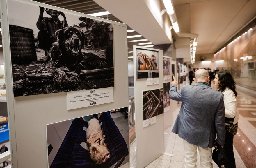 Έκθεση «HIDDEN» για την κακοποίηση των ζώων: Οι φωτογραφίες που συγκλόνισαν τους επιβάτες του Μετρό