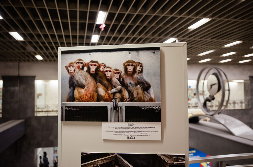 Έκθεση «HIDDEN» για την κακοποίηση των ζώων: Οι φωτογραφίες που συγκλόνισαν τους επιβάτες του Μετρό