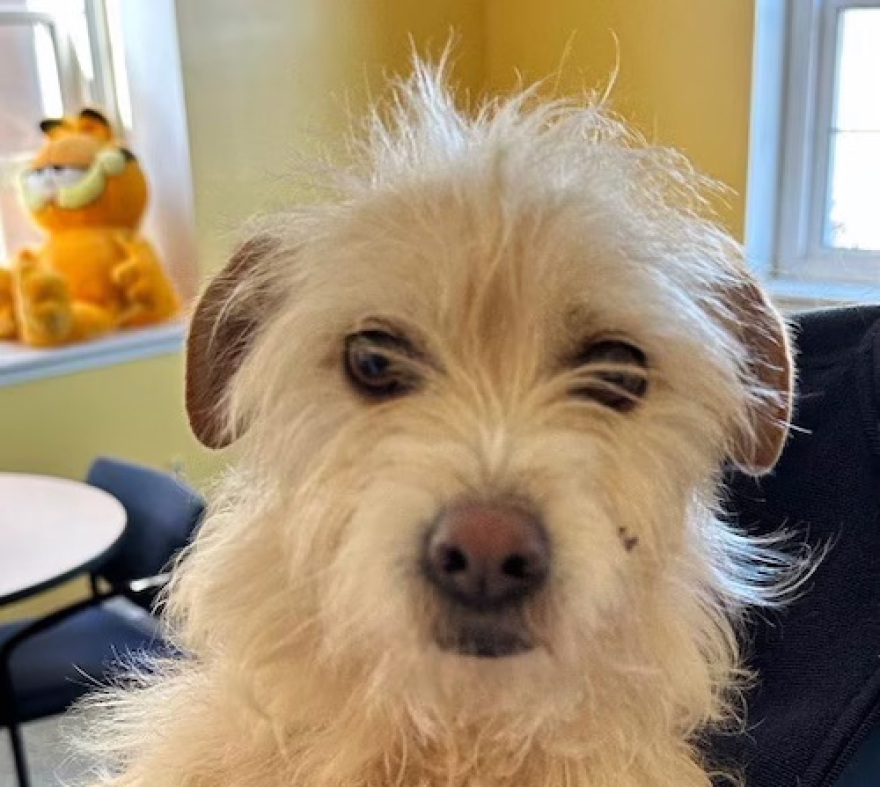 ΗΠΑ: Σκυλίτσα βρέθηκε σε απόσταση 3.770 χιλιομέτρων από το σπίτι της