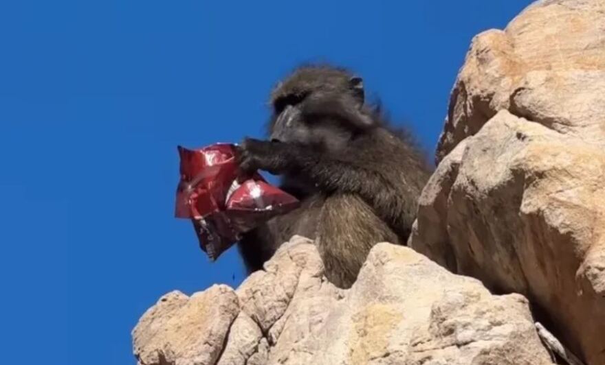 Αλίσα Σμιντ: Μαϊμού έκλεψε το σνακ από την πιο όμορφη αθλήτρια του κόσμου - Φωτογραφία 