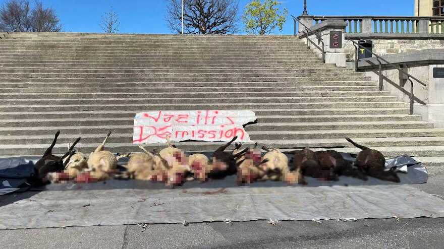 Ελβετία: Αγρότες άφησαν νεκρά πρόβατα για να διαμαρτυρηθούν για τον υπερπληθυσμό των λύκων