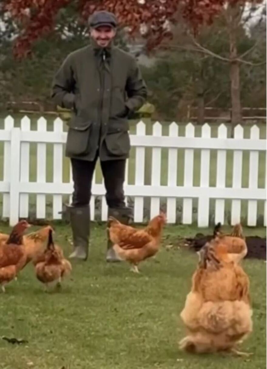 Ο Ντέιβιντ Μπέκαμ χαλαρώνει με τις μέλισσες και τις κότες του - Δείτε βίντεο και φωτογραφίες