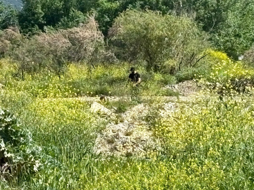 Τραγωδία στα Τέμπη: Ειδικά σκυλιά έφτασαν στον χώρο που φυλάσσονται τα χώματα - Βίντεο και φωτογραφίες