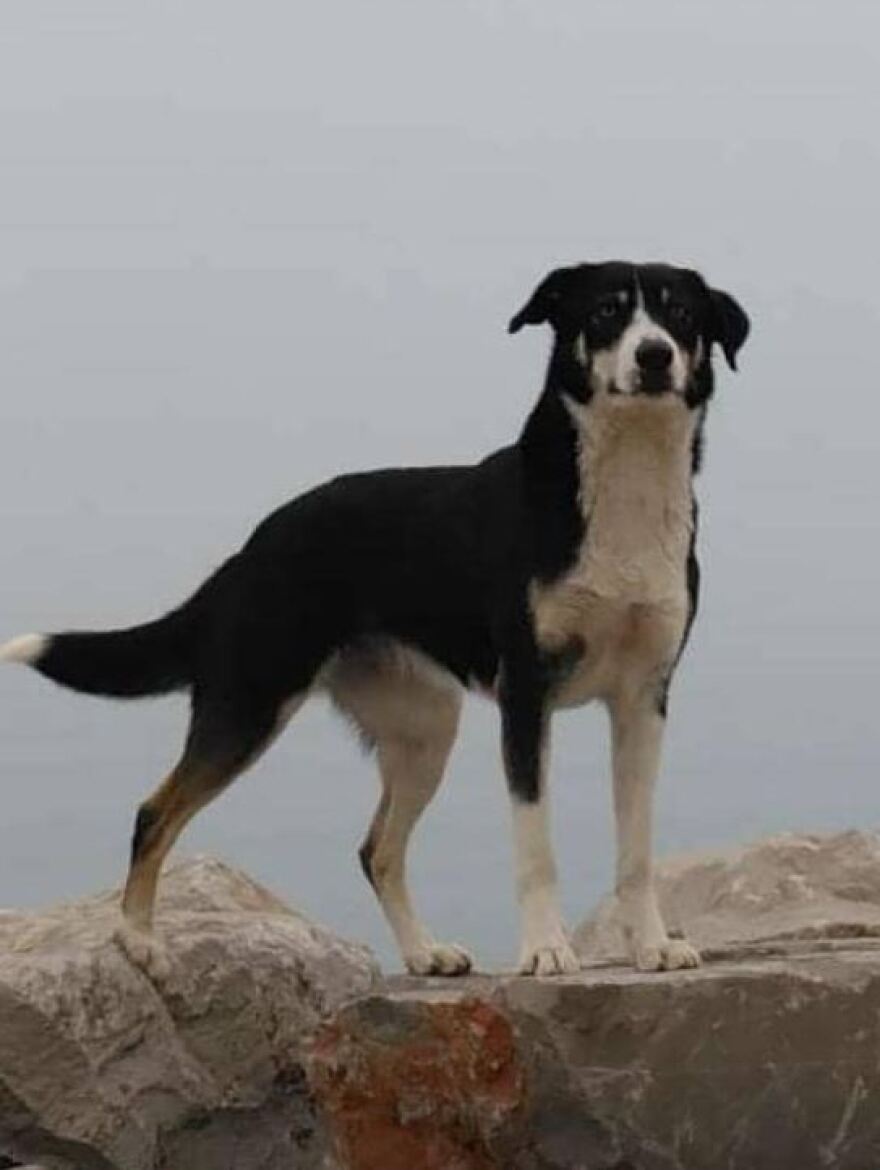 Θεσσαλονίκη: Έχασε τη σκυλίτσα του στα ελληνοτουρκικά σύνορα το 2023 και τη βρήκε έναν χρόνο μετά στη Σερβία