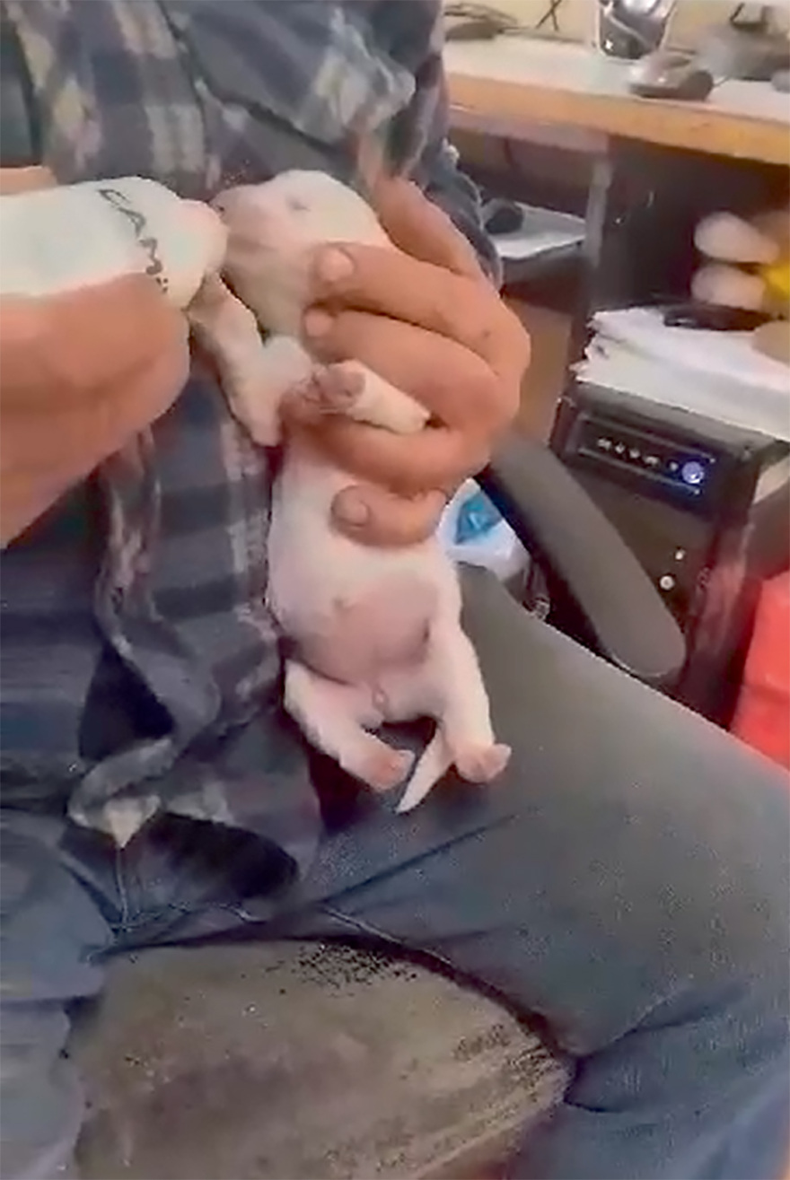 Αδέσποτα: Όποιος τα πετάει στον δρόμο ή τα σκοτώνει, εντοπίζεται πλέον από το DNA