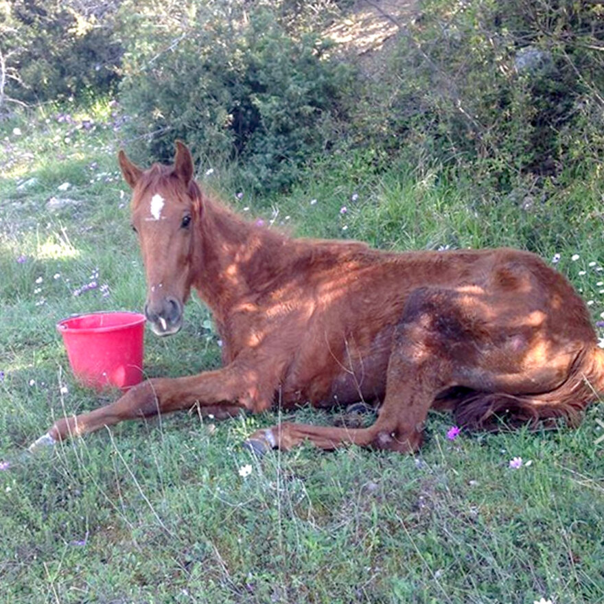 Βέροια: Ιδιοκτήτης αλόγου καταδικάστηκε για κακοποίηση του ζώου