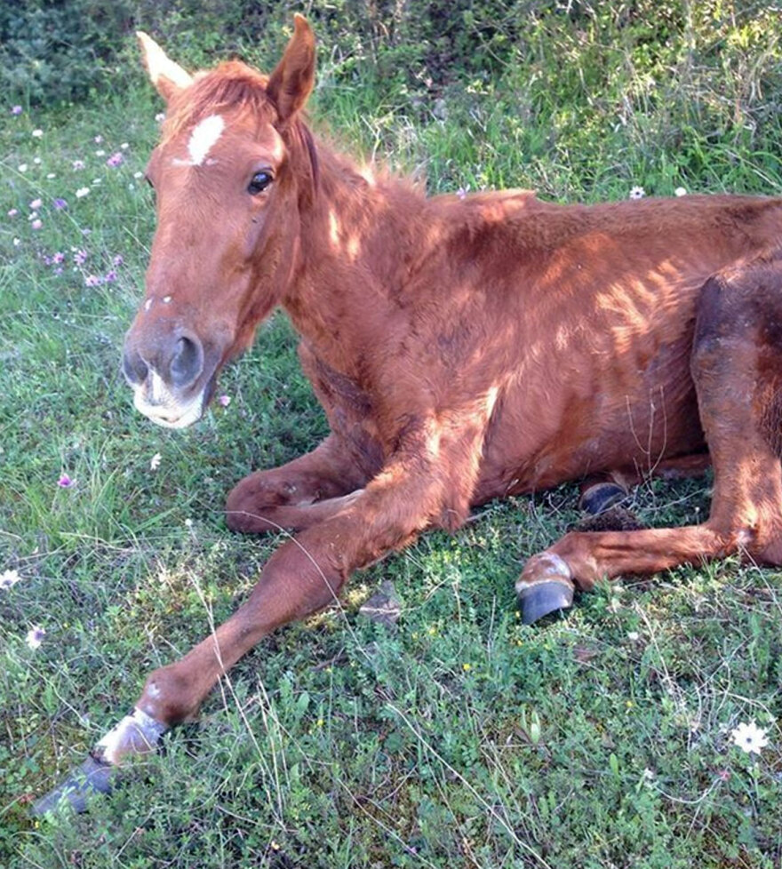 Βέροια: Ιδιοκτήτης αλόγου καταδικάστηκε για κακοποίηση του ζώου