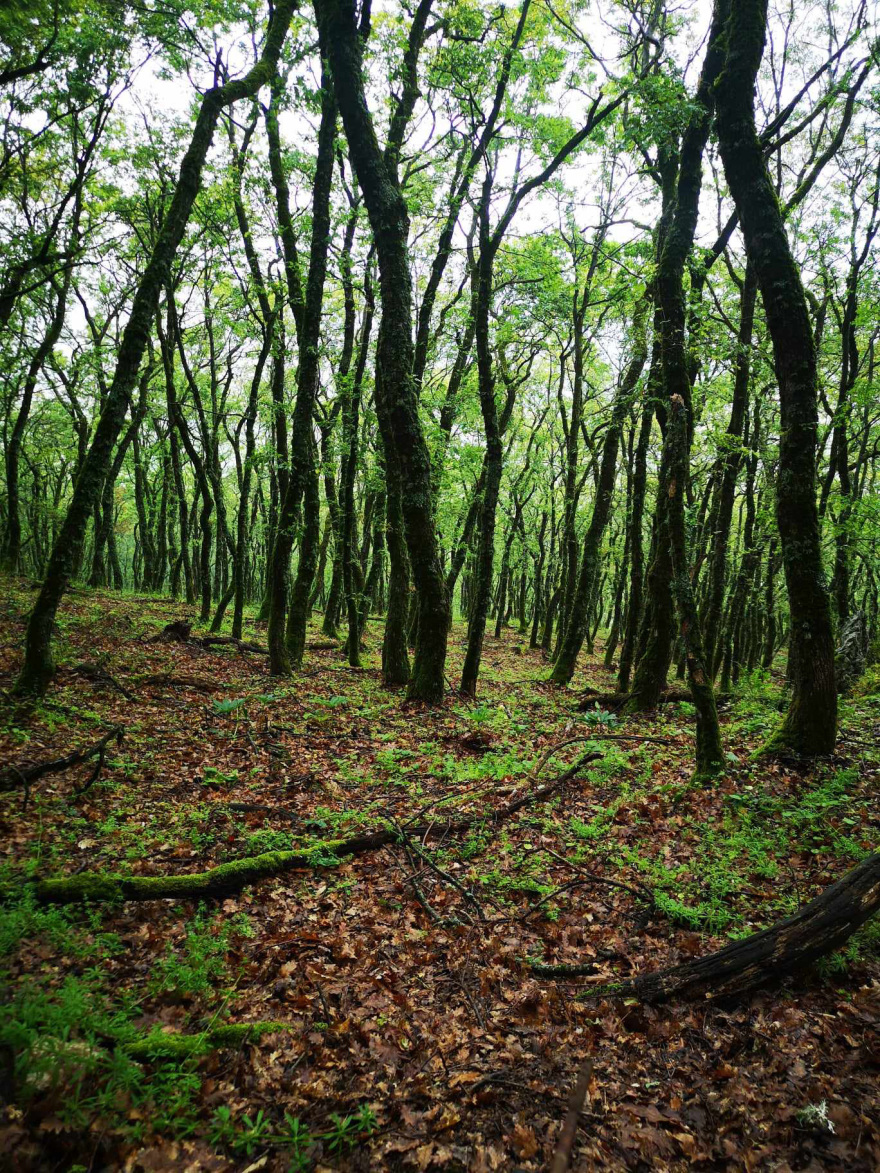 Έρχεται το 3ο «Ipsilantis Trail» με ανεπανάληπτες διαδρομές στη βοιωτική φύση