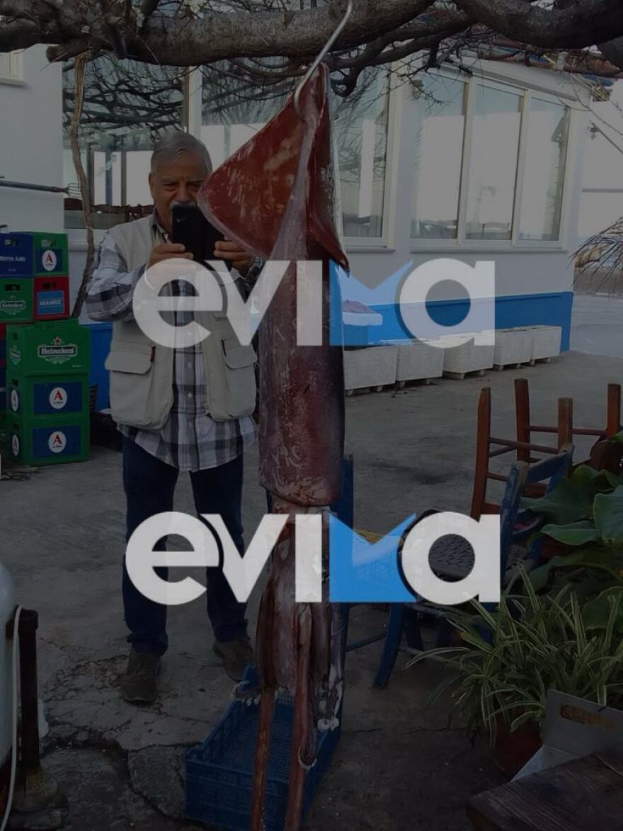 Εύβοια: Έπιασε καλαμάρι «γίγα» με βάρος 15 κιλά - Δείτε φωτογραφίες