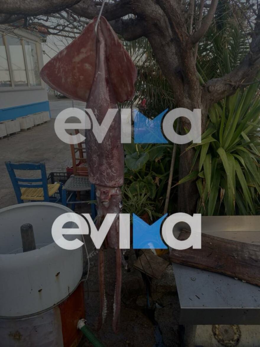 Εύβοια: Έπιασε καλαμάρι «γίγα» με βάρος 15 κιλά - Δείτε φωτογραφίες