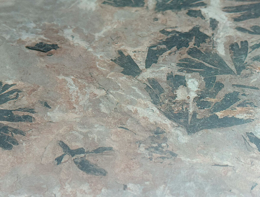 Jurassic Park στη Λέσβο: Νέα ευρήματα 20 εκατ. χρόνων