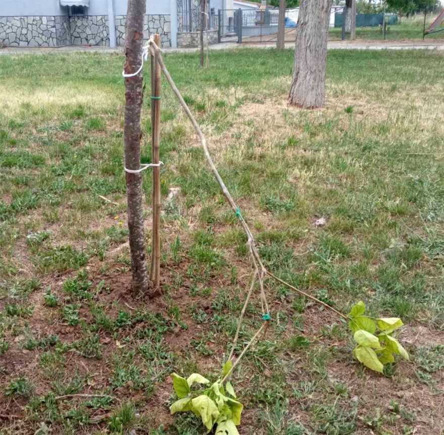 Βάνδαλοι κατέστρεψαν δέντρα που φύτεψαν μαθητές και αστυνομικοί για τα θύματα των Τεμπών στη Θεσσαλονίκη