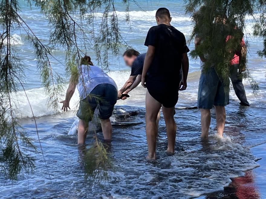 Ναύπλιο: Λουόμενοι έσωσαν δελφινάκι που παρασύρθηκε στα ρηχά στην παραλία των Ιρίων - Βίντεο και φωτογραφίες 