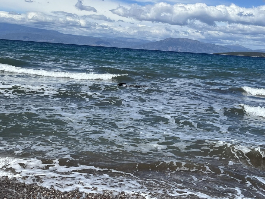 Ναύπλιο: Λουόμενοι έσωσαν δελφινάκι που παρασύρθηκε στα ρηχά στην παραλία των Ιρίων - Βίντεο και φωτογραφίες 
