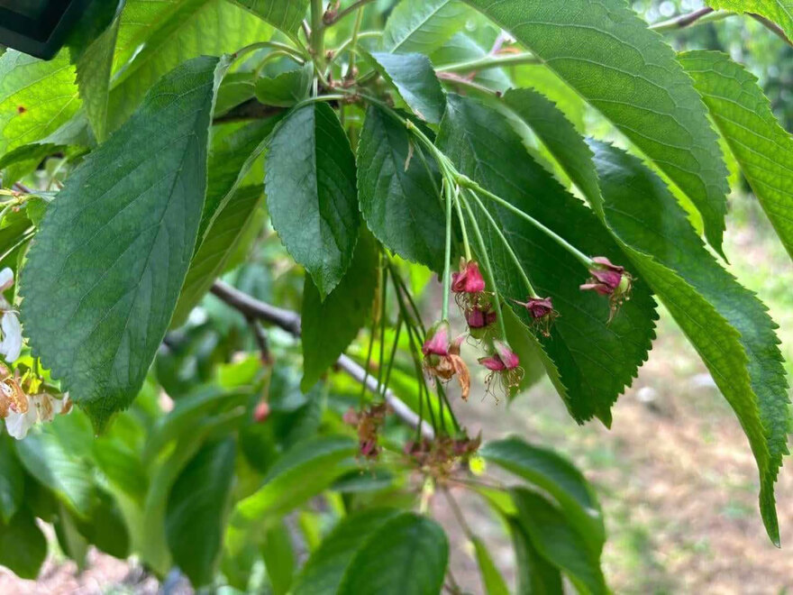 Αγιά Λάρισας: Η κλιματική αλλαγή κατέστρεψε τη φετινή παραγωγή πρώιμων κερασιών - Απώλειες έως 90%