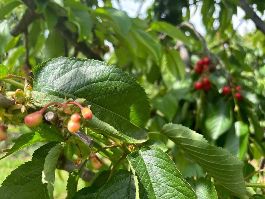 Αγιά Λάρισας: Η κλιματική αλλαγή κατέστρεψε τη φετινή παραγωγή πρώιμων κερασιών - Απώλειες έως 90%