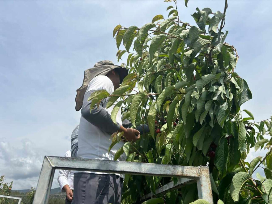 Αγιά Λάρισας: Η κλιματική αλλαγή κατέστρεψε τη φετινή παραγωγή πρώιμων κερασιών - Απώλειες έως 90%