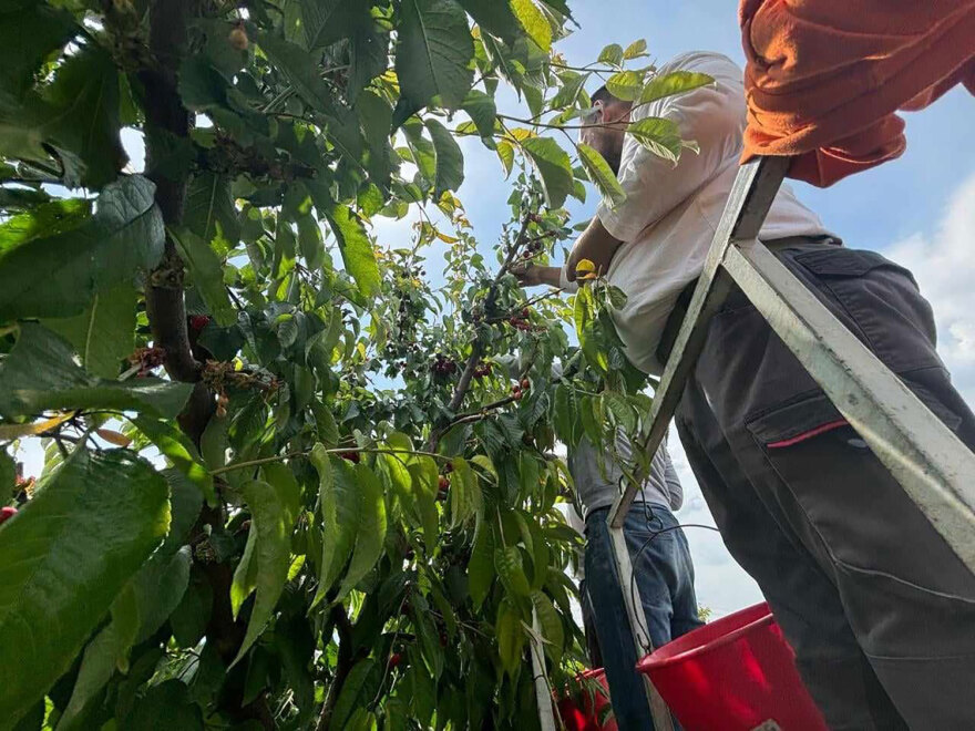 Αγιά Λάρισας: Η κλιματική αλλαγή κατέστρεψε τη φετινή παραγωγή πρώιμων κερασιών - Απώλειες έως 90%