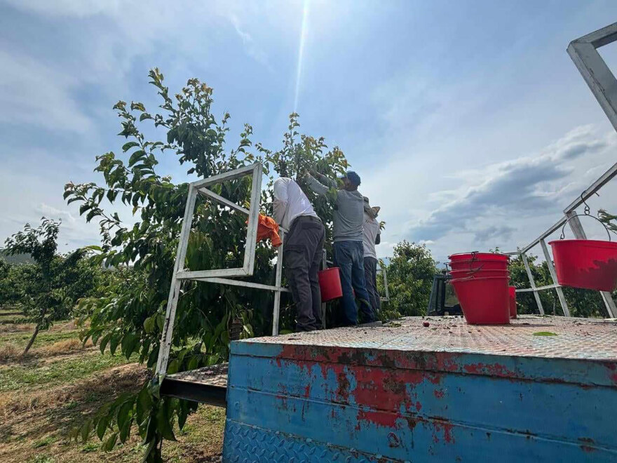 Αγιά Λάρισας: Η κλιματική αλλαγή κατέστρεψε τη φετινή παραγωγή πρώιμων κερασιών - Απώλειες έως 90%