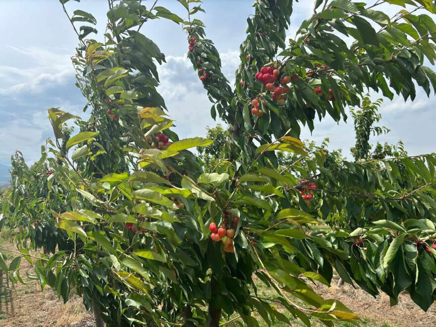 Αγιά Λάρισας: Η κλιματική αλλαγή κατέστρεψε τη φετινή παραγωγή πρώιμων κερασιών - Απώλειες έως 90%