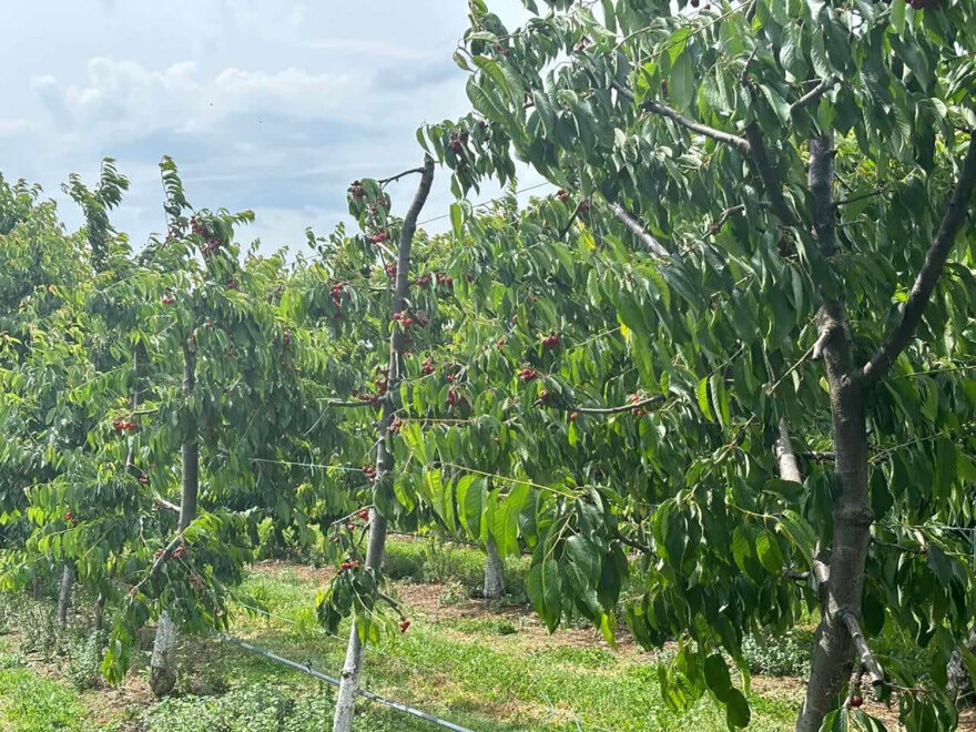 Αγιά Λάρισας: Η κλιματική αλλαγή κατέστρεψε τη φετινή παραγωγή πρώιμων κερασιών - Απώλειες έως 90%
