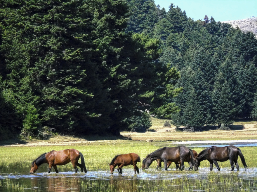 Το μυστήριο της Θεσσαλίας - Πώς εξαφανίστηκαν 60 άγρια άλογα από την περιοχή της Καρδίτσας
