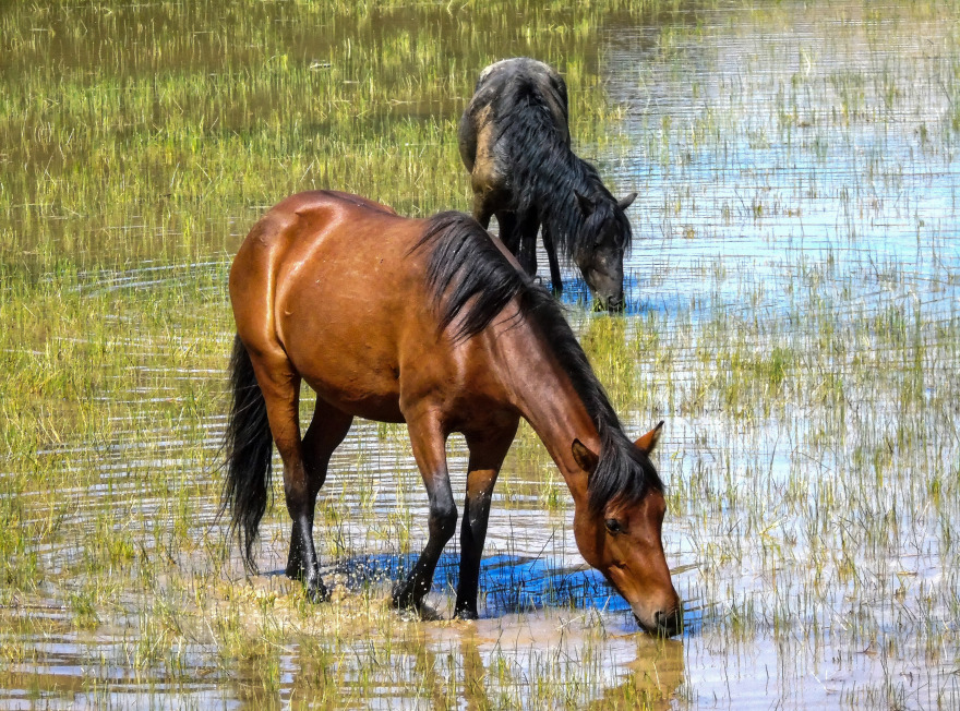 Το μυστήριο της Θεσσαλίας - Πώς εξαφανίστηκαν 60 άγρια άλογα από την περιοχή της Καρδίτσας