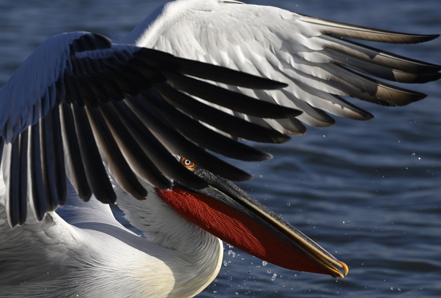 WWF: Μέρα γιορτής για τις 446 περιοχές Νatura της Ελλάδας - Δείτε βίντεο και φωτογραφίες