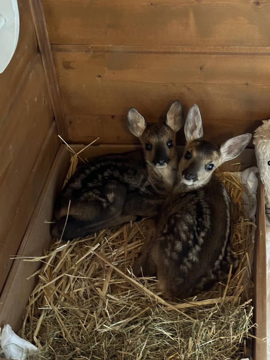 Τραυματισμένα και ορφανά ζαρκαδάκια περιέθαλψαν στην Καστοριά – Δείτε φωτογραφίες