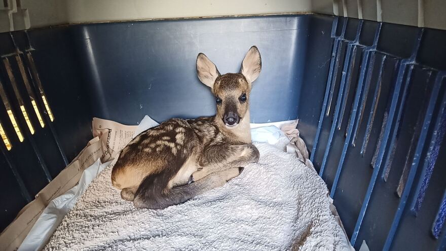Τραυματισμένα και ορφανά ζαρκαδάκια περιέθαλψαν στην Καστοριά – Δείτε φωτογραφίες