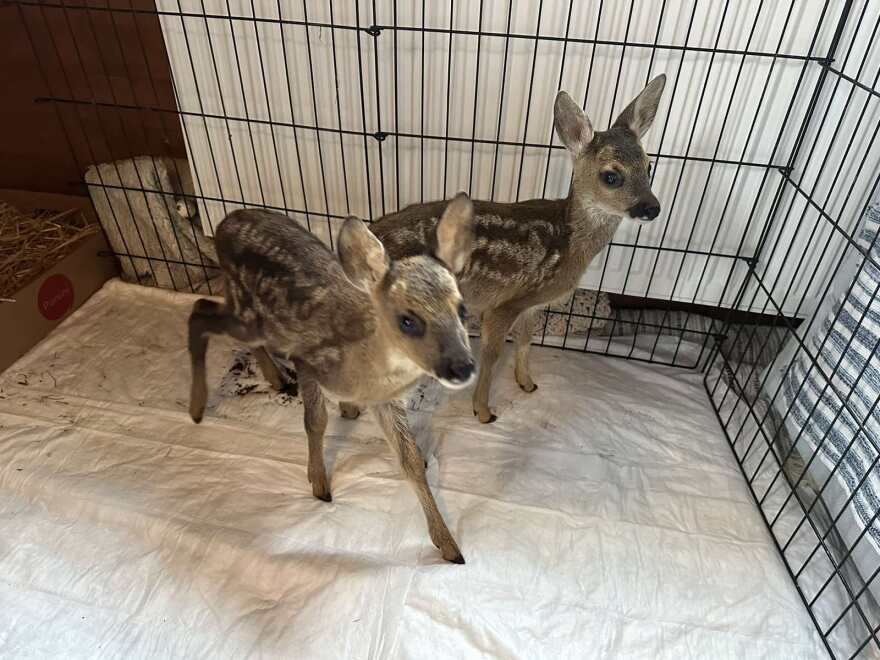 Τραυματισμένα και ορφανά ζαρκαδάκια περιέθαλψαν στην Καστοριά – Δείτε φωτογραφίες